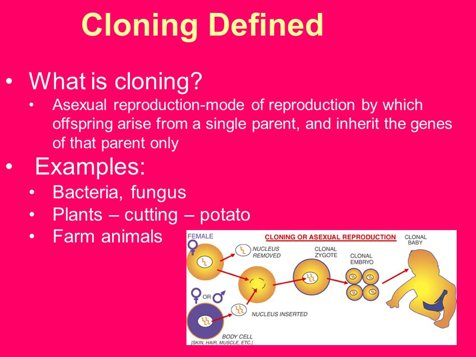USEFULNESS Cloning can be used to test for genetic diseases Regenerate nerves or spinal cord tissue Help in plastic surgery Clone organs for transplantation Grow skin grafts for burn victims Manufacture bone, fat, and cartilage