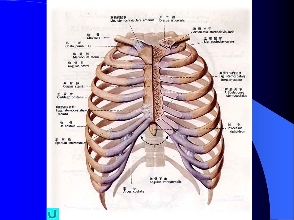 anatomy SHANDONG UNIVERSITY Zhiyu. Introduction. download