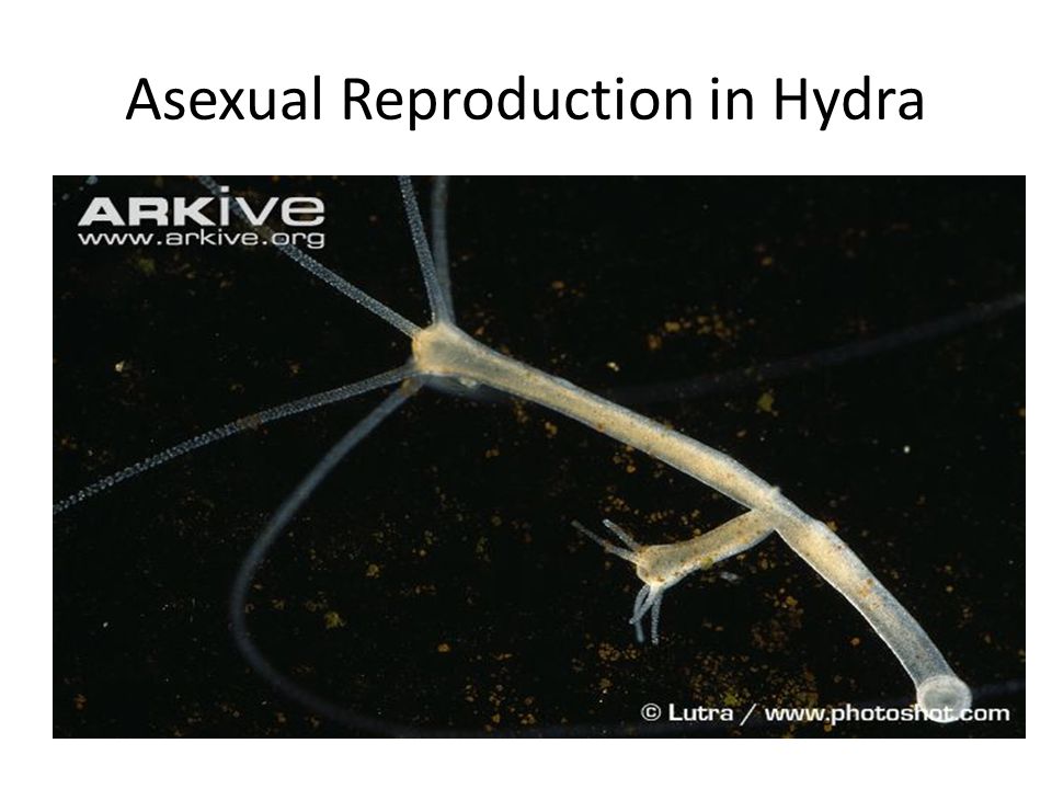 type of asexual reproduction of hydra type of asexual reproduction of hydra
