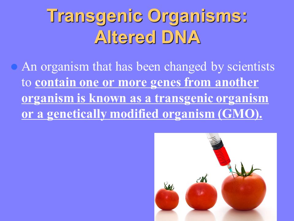 Dna Manipulation Diabetes Genetic Engineering Animals Drugs Bacteria Plasmid Biopharming Transgenic Organisms Knockout Mice Cloning Ppt Download