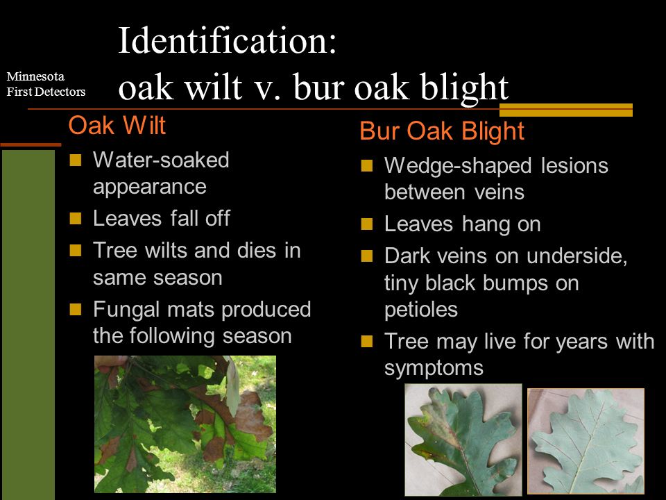 Minnesota First Detectors Identification: oak wilt v.