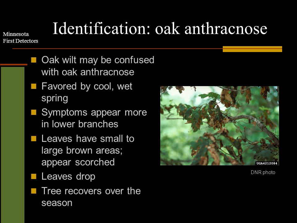 Minnesota First Detectors Identification: oak anthracnose Oak wilt may be confused with oak anthracnose Favored by cool, wet spring Symptoms appear more in lower branches Leaves have small to large brown areas; appear scorched Leaves drop Tree recovers over the season DNR photo