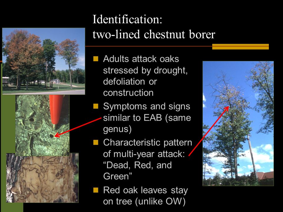 Minnesota First Detectors Identification: two-lined chestnut borer Adults attack oaks stressed by drought, defoliation or construction Symptoms and signs similar to EAB (same genus) Characteristic pattern of multi-year attack: Dead, Red, and Green Red oak leaves stay on tree (unlike OW)