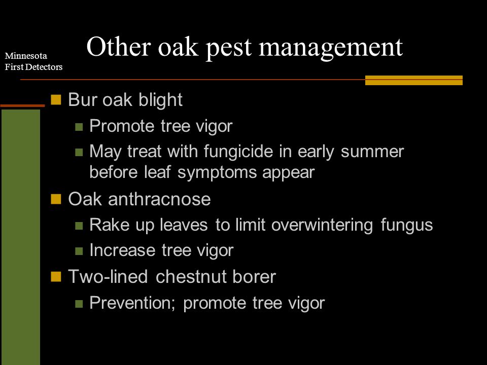 Minnesota First Detectors Other oak pest management Bur oak blight Promote tree vigor May treat with fungicide in early summer before leaf symptoms appear Oak anthracnose Rake up leaves to limit overwintering fungus Increase tree vigor Two-lined chestnut borer Prevention; promote tree vigor