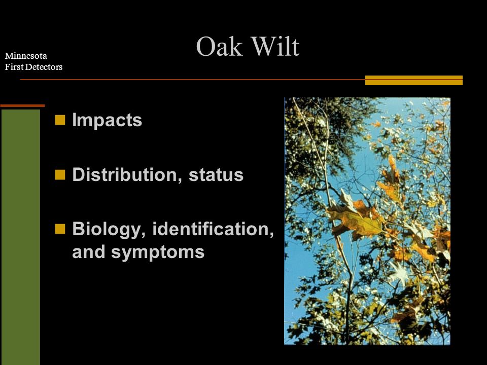 Minnesota First Detectors Oak Wilt Impacts Distribution, status Biology, identification, and symptoms