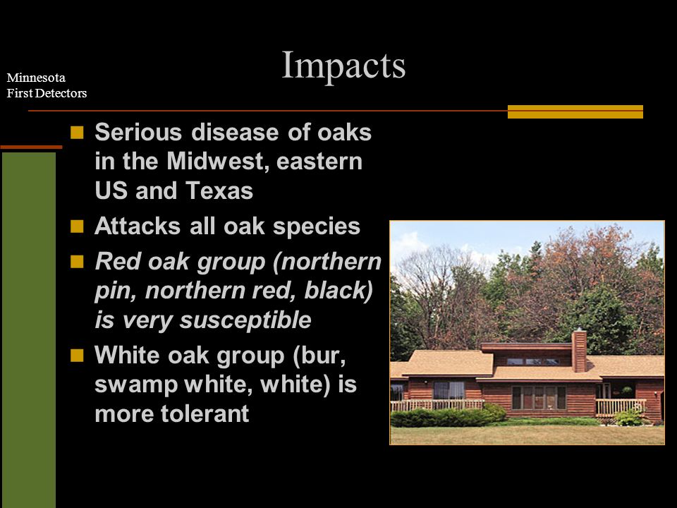 Minnesota First Detectors Impacts Serious disease of oaks in the Midwest, eastern US and Texas Attacks all oak species Red oak group (northern pin, northern red, black) is very susceptible White oak group (bur, swamp white, white) is more tolerant