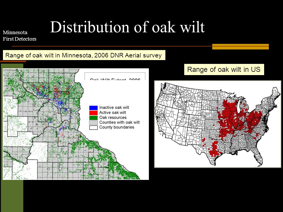 Minnesota First Detectors Distribution of oak wilt Range of oak wilt in US Range of oak wilt in Minnesota, 2006 DNR Aerial survey