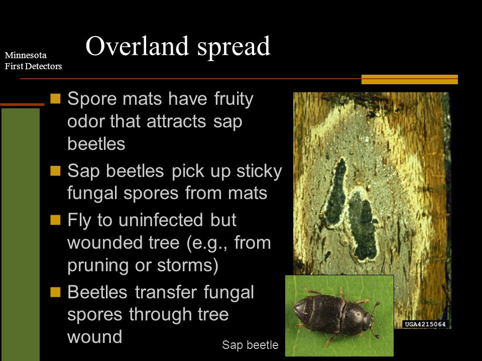 Minnesota First Detectors Overland spread Spore mats have fruity odor that attracts sap beetles Sap beetles pick up sticky fungal spores from mats Fly to uninfected but wounded tree (e.g., from pruning or storms) Beetles transfer fungal spores through tree wound Sap beetle