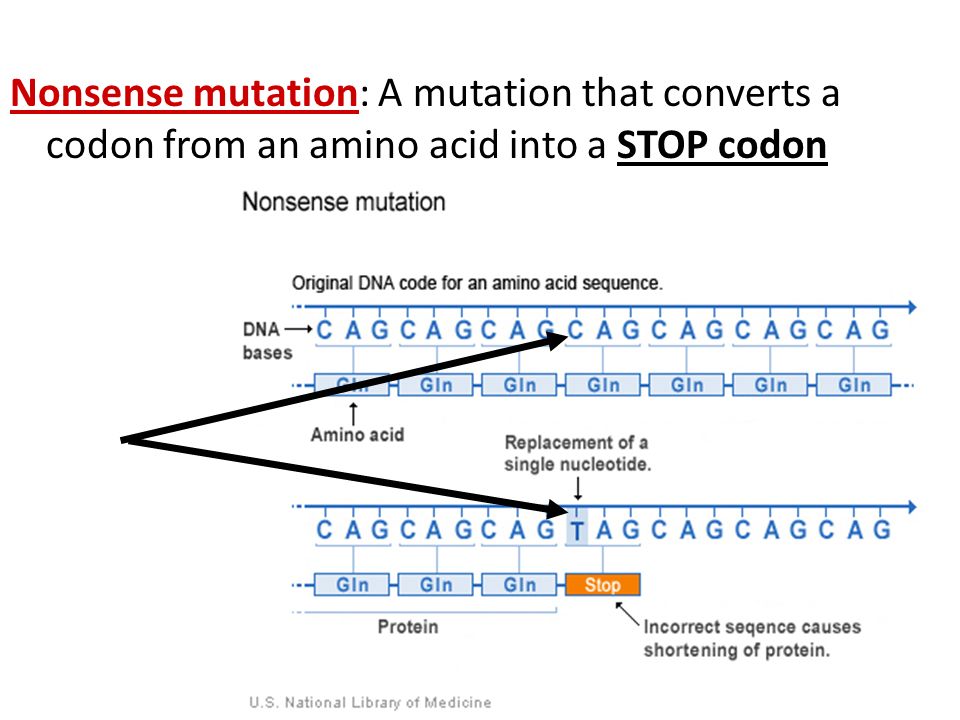 nonsense codons in protein synthesis