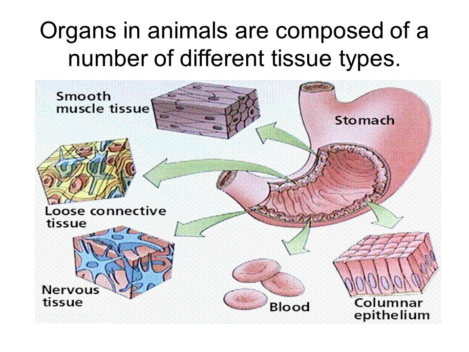 Animal Tissue Epithelial tissue Connective tissue Muscle tissue Nervous  tissue. - ppt download