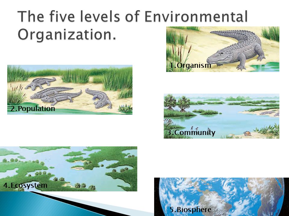1.Organism 2.Population 3.Community 4.Ecosystem 5.Biosphere
