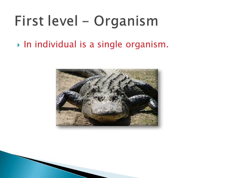  In individual is a single organism.