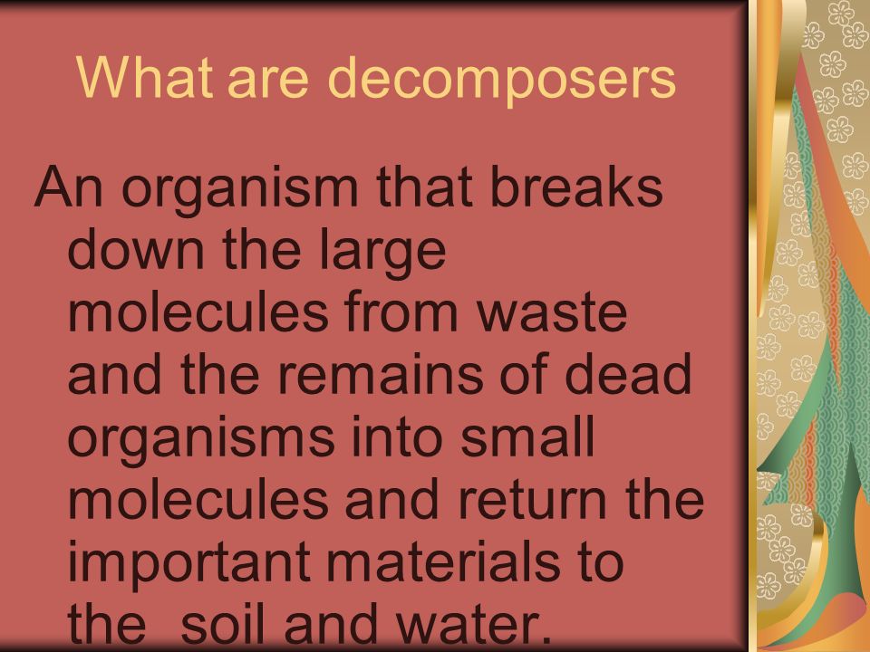 What are decomposers An organism that breaks down the large molecules from waste and the remains of dead organisms into small molecules and return the important materials to the soil and water.