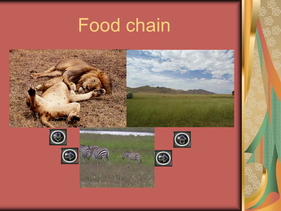Food chain