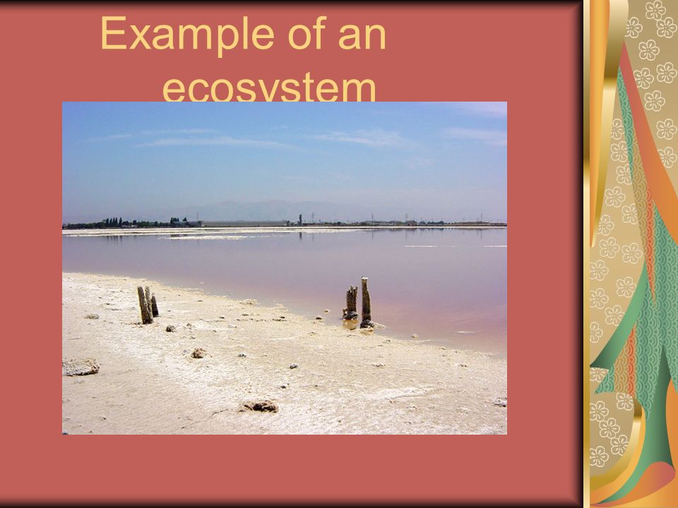 Example of an ecosystem