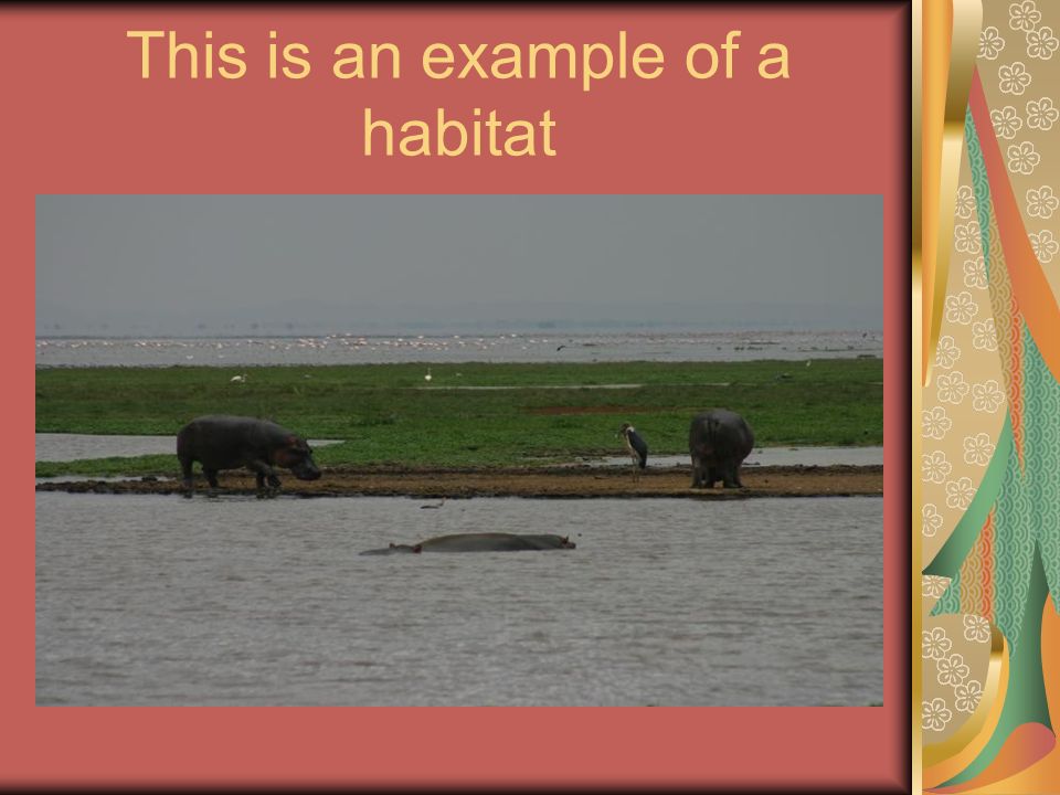 This is an example of a habitat