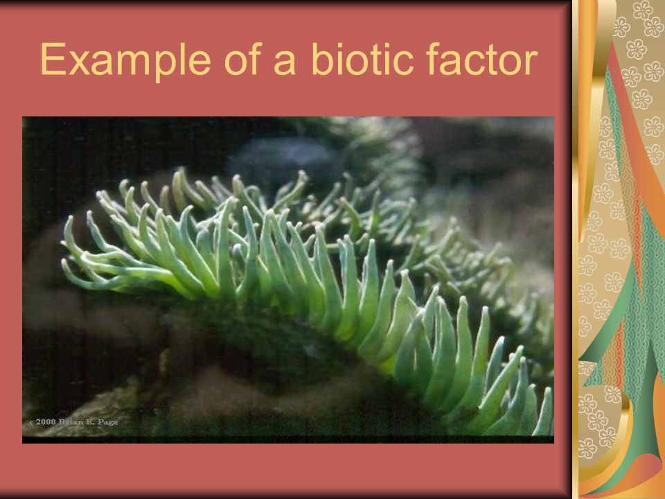 Example of a biotic factor
