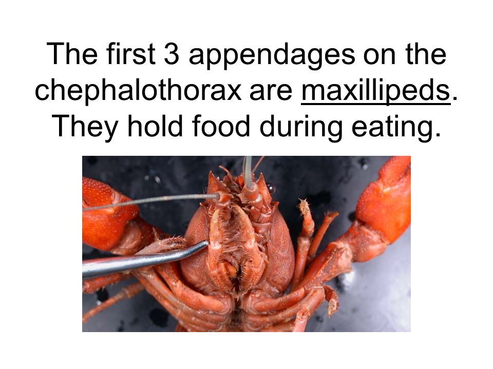 crayfish maxilla