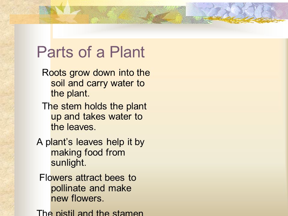 Parts of a Plant Roots grow down into the soil and carry water to the plant.