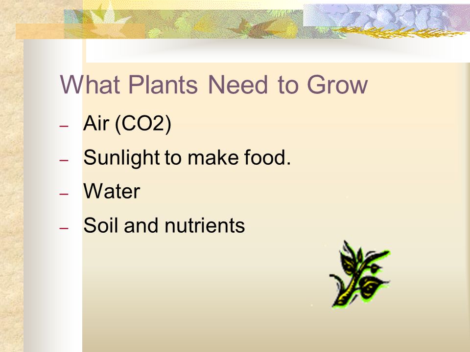 What Plants Need to Grow – Air (CO2) – Sunlight to make food. – Water – Soil and nutrients
