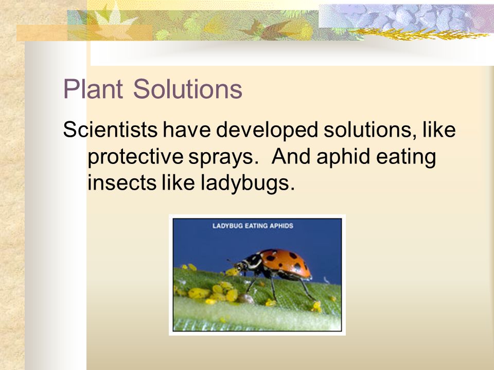 Plant Solutions Scientists have developed solutions, like protective sprays.