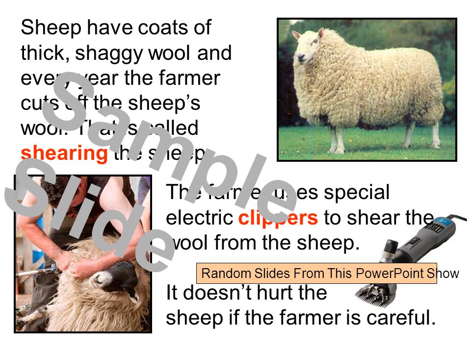 Sheep have coats of thick, shaggy wool and every year the farmer cuts off the sheep’s wool.