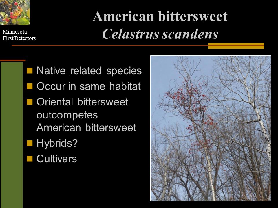 Minnesota First Detectors Oriental Bittersweet Celastrus Orbiculatus Ppt Download