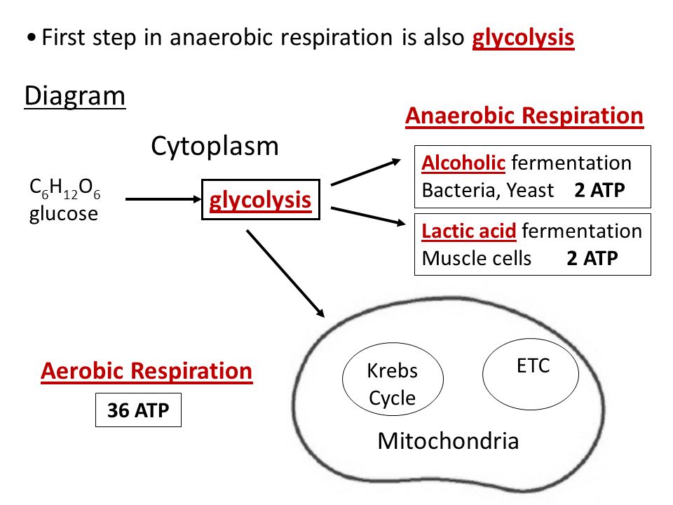 cell energy photosynthesis and respiration notes energy energy respiration vs fermentation venn diagram