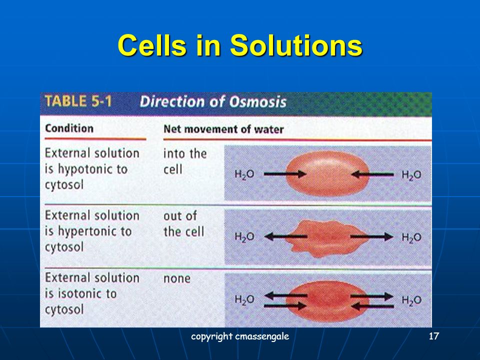 16 Cell in Hypertonic Solution CELL 15% NaCL 85% H 2 O 5% NaCL 95% H 2 O What is the direction of water movement.