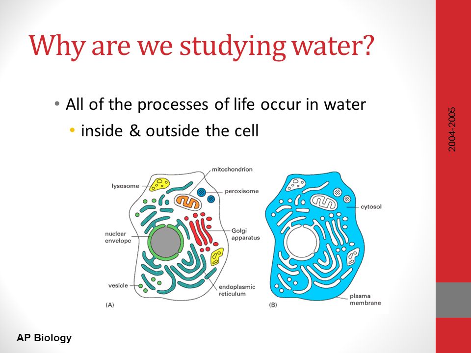 AP Biology Why are we studying water.