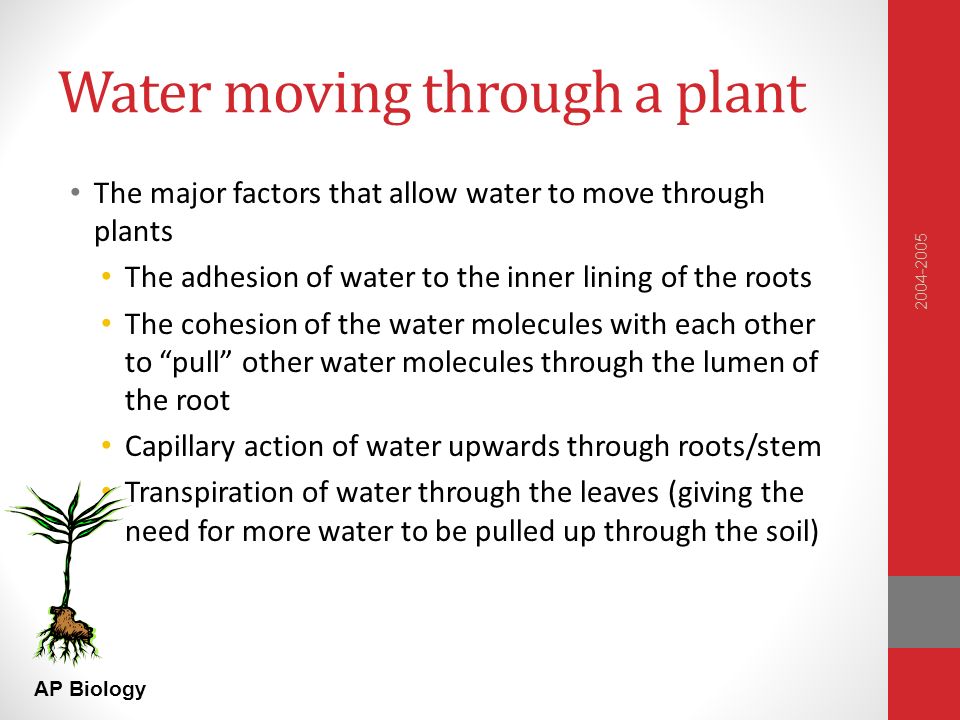 AP Biology Water moving through a plant The major factors that allow water to move through plants The adhesion of water to the inner lining of the roots The cohesion of the water molecules with each other to pull other water molecules through the lumen of the root Capillary action of water upwards through roots/stem Transpiration of water through the leaves (giving the need for more water to be pulled up through the soil)