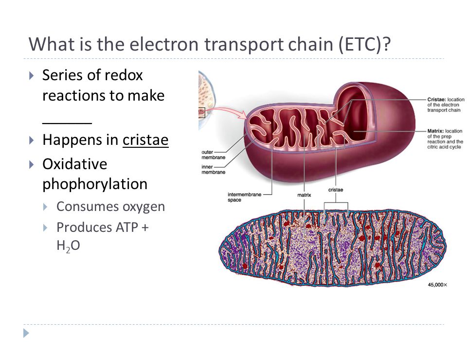 What is the electron transport chain (ETC).