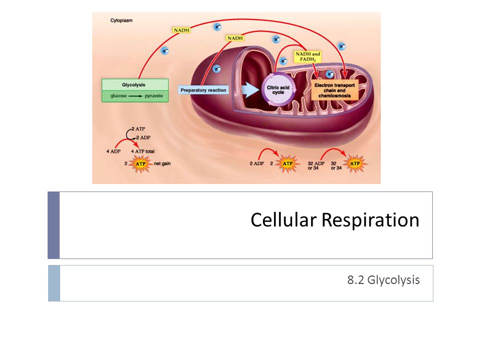 Cellular Respiration 8.2 Glycolysis