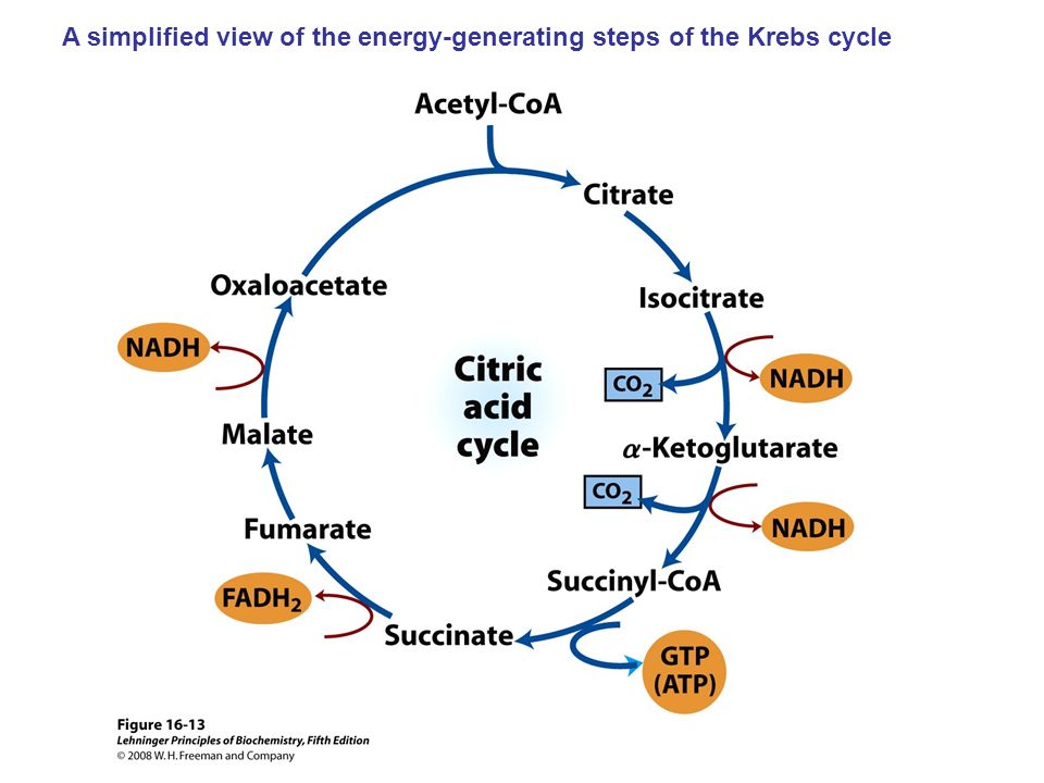 A simplified view of the energy-generating steps of the Krebs cycle.