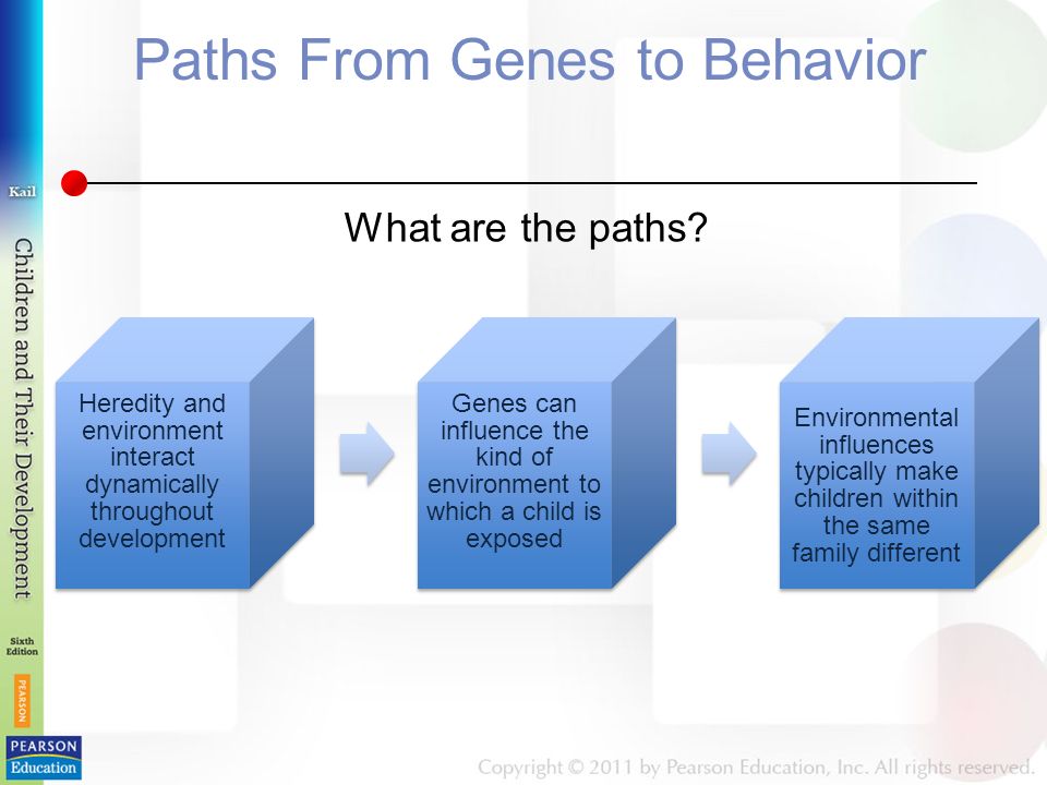 Paths From Genes to Behavior Heredity and environment interact dynamically throughout development Genes can influence the kind of environment to which a child is exposed Environmental influences typically make children within the same family different What are the paths