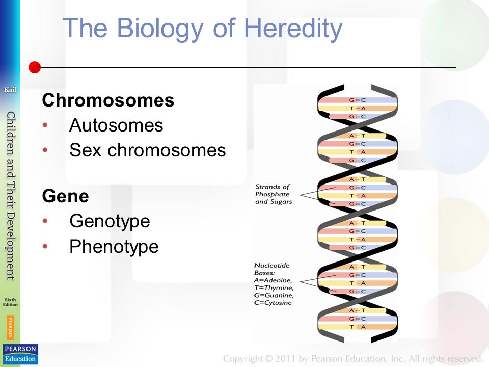 The Biology of Heredity Chromosomes Autosomes Sex chromosomes Gene Genotype Phenotype
