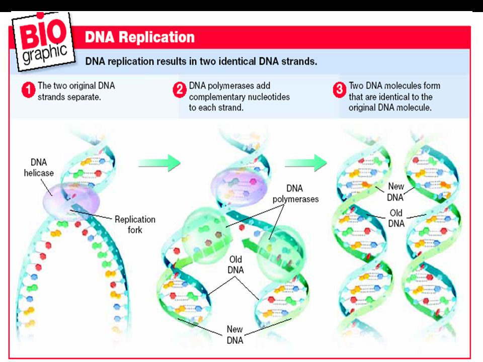 DNA Replication Process of making a copy of DNA.