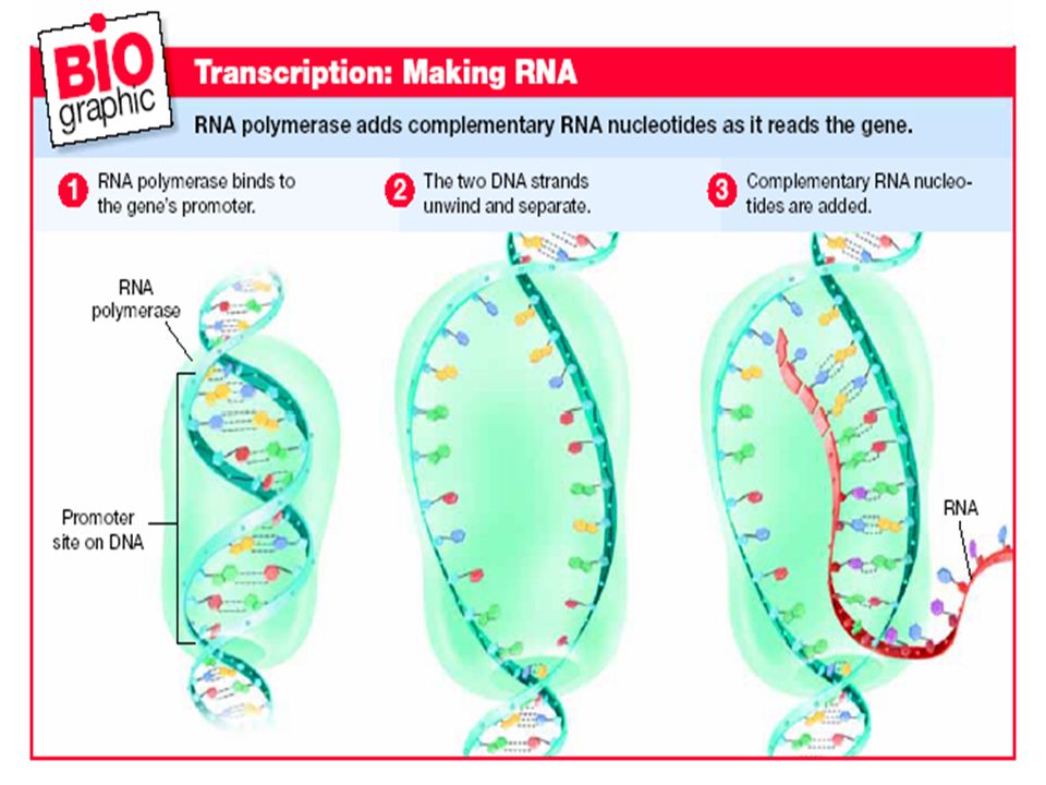 FROM GENES TO PROTEINS: Results of Transcription FORMATION OF ONE SINGLE-STRANDED RNA MOLECULE