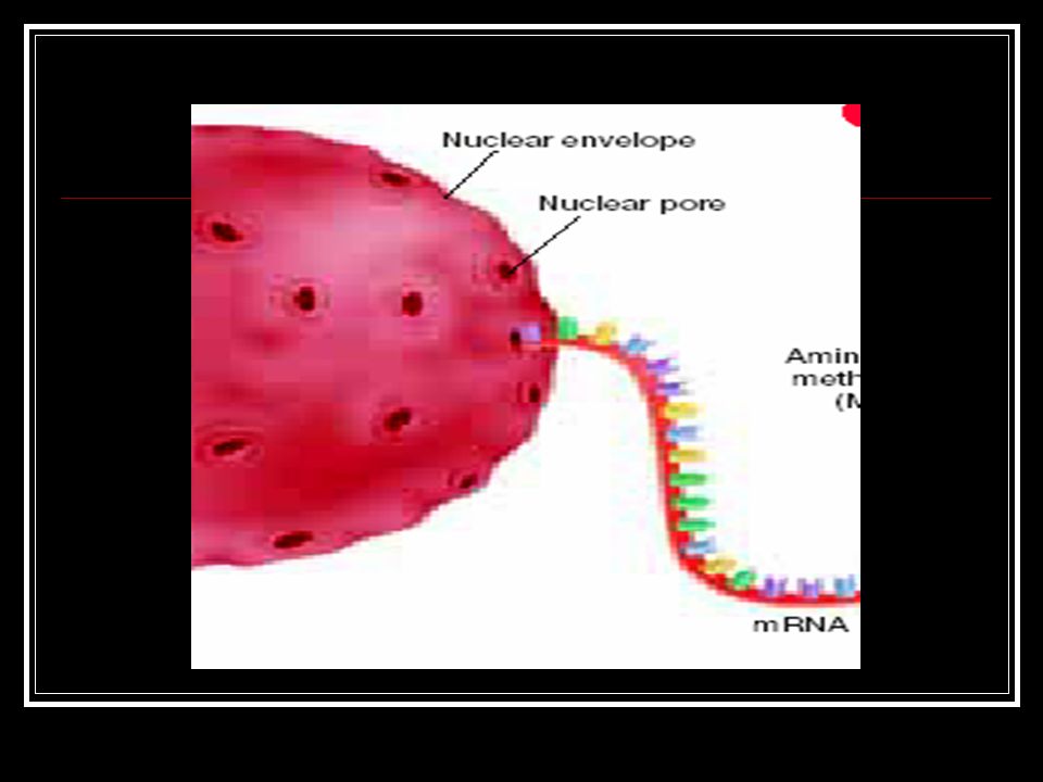 Why do we need mRNA. Remember, DNA is only found in the nucleus of the cell.
