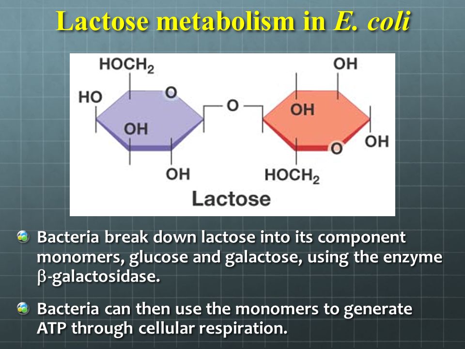 Lactose metabolism in E.