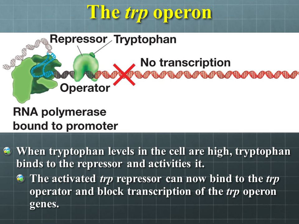 The trp operon When tryptophan levels in the cell are high, tryptophan binds to the repressor and activities it.