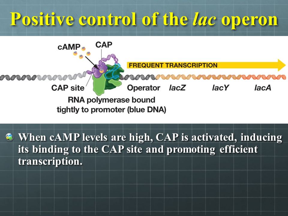 Positive control of the lac operon When cAMP levels are high, CAP is activated, inducing its binding to the CAP site and promoting efficient transcription.