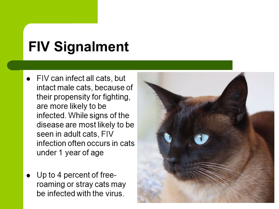 feline hiv treatment