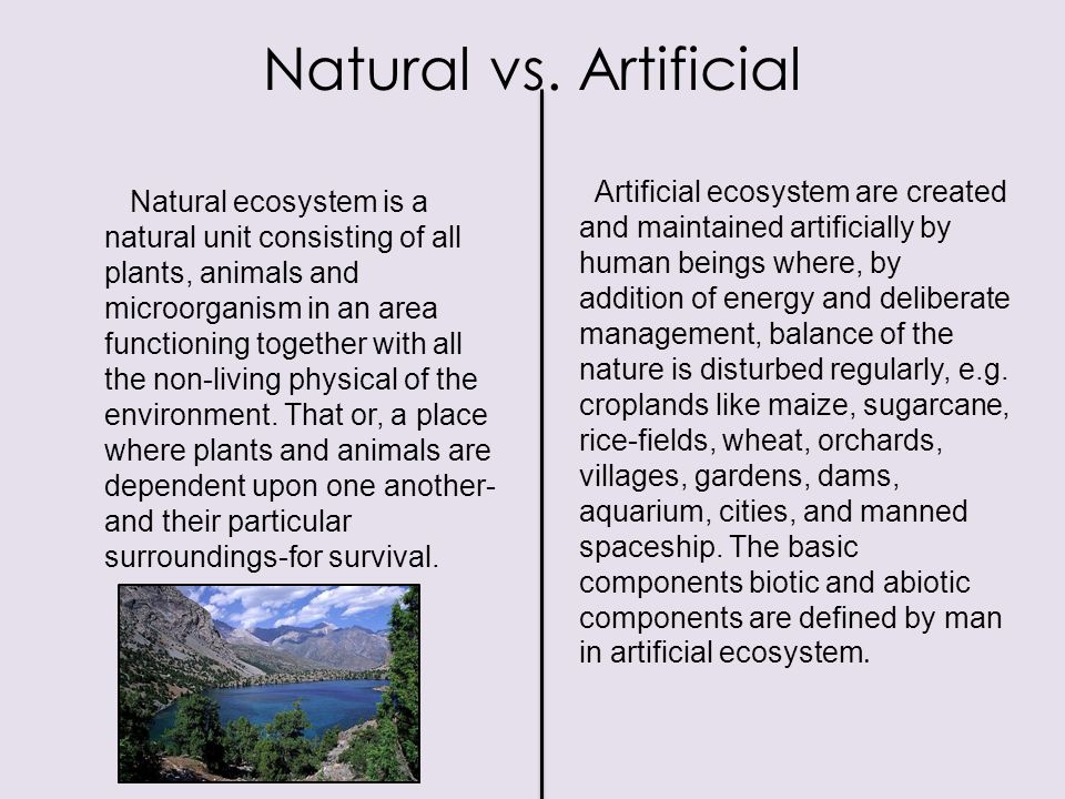 Artificial & Natural Ecosystems By Anne Gillis & Emily Silliker. - ppt  download