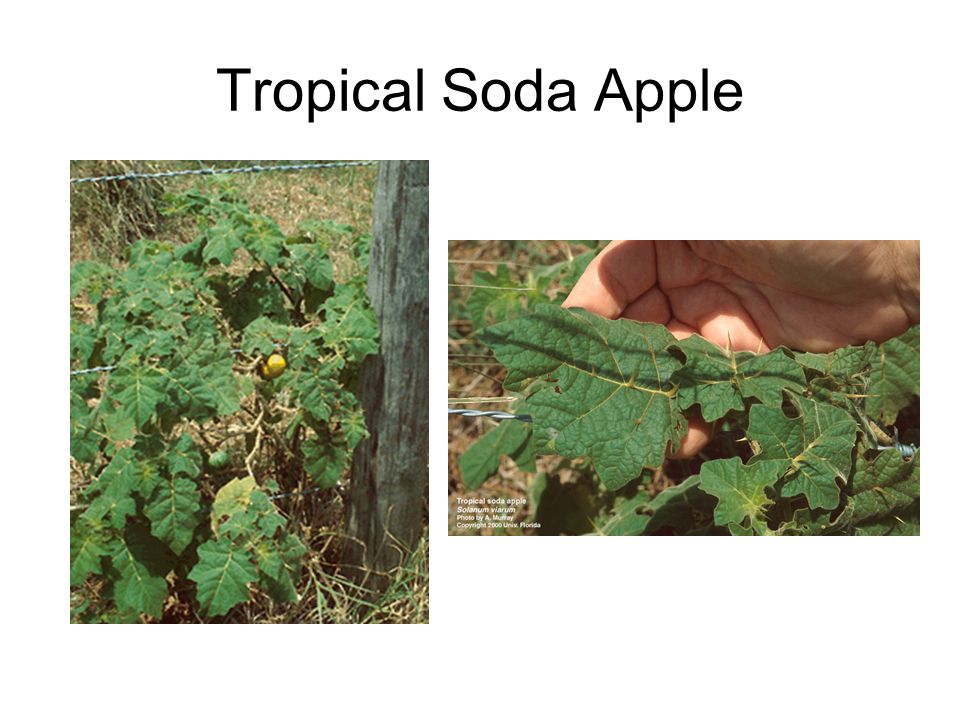 Tropical Soda Apple
