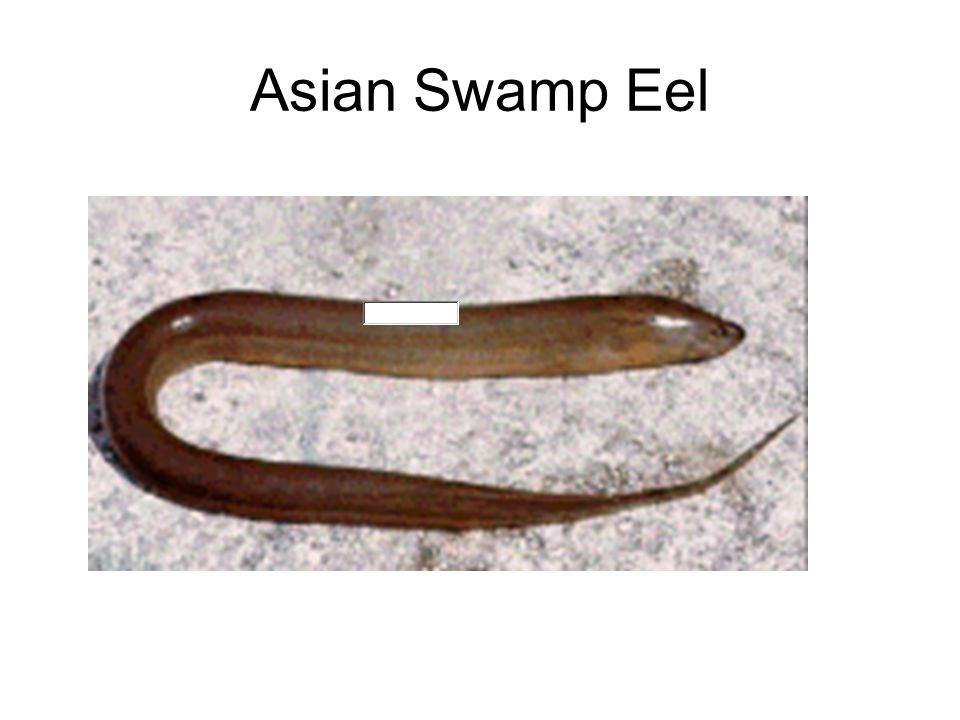 Asian Swamp Eel