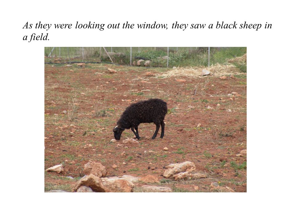 As they were looking out the window, they saw a black sheep in a field.
