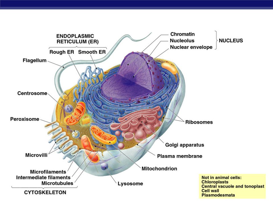 Ap Biology Tour Of The Cell 1 Ap Biology Prokaryote Bacteria Cells Types Of Cells Eukaryote Animal Cells No Organelles Organelles Eukaryote Plant Ppt Download