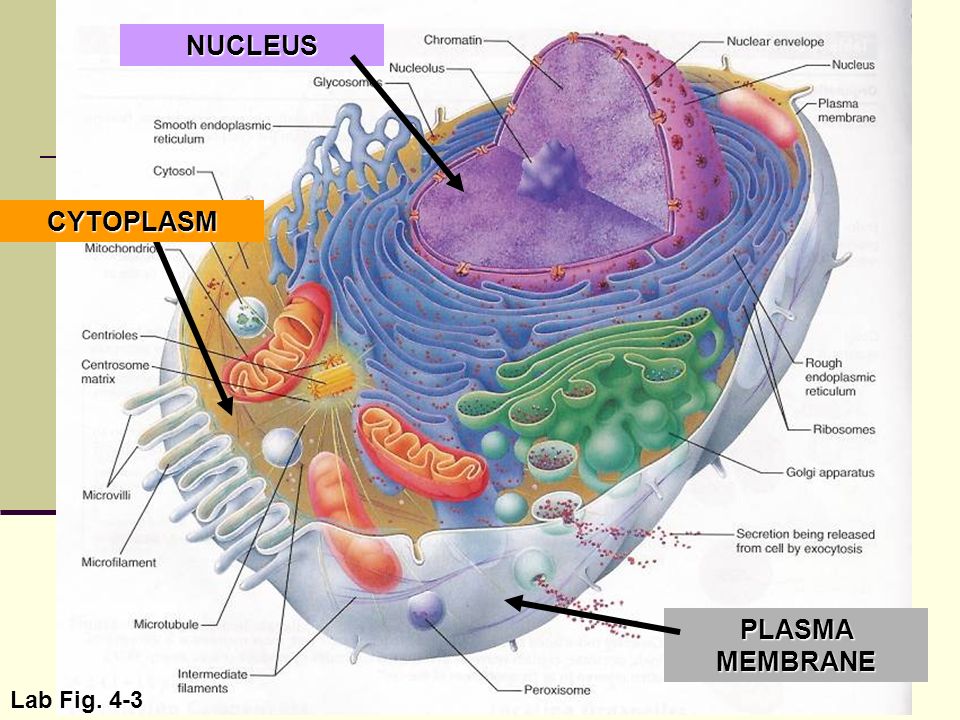 The Cell Anatomy And Division Exercise 3 Exercise Poster