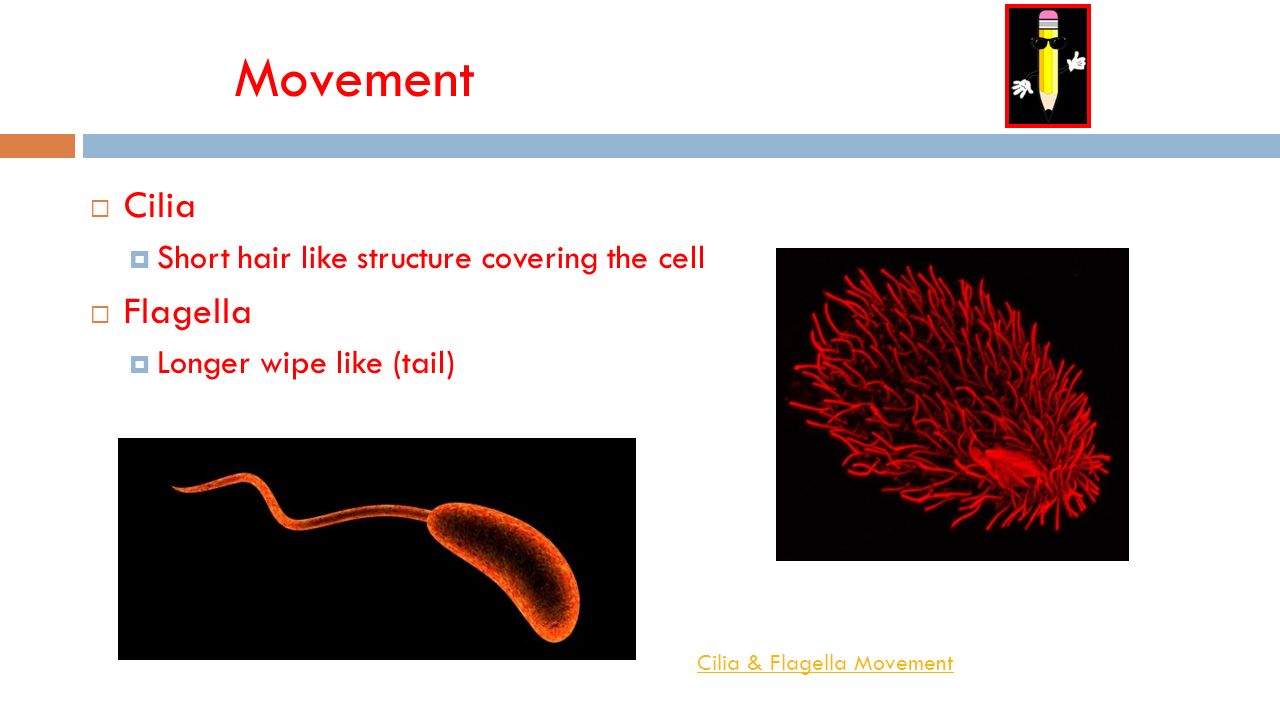 Eukaryotic Cell Structure Remember You Need To Write The Notes